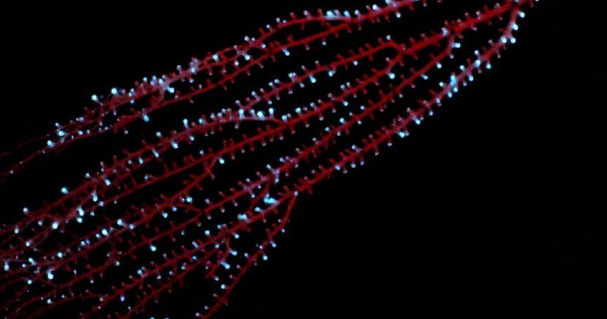 Восьмилучевые кораллы первыми из животных освоили биолюминесценцию 542 миллиона лет назад