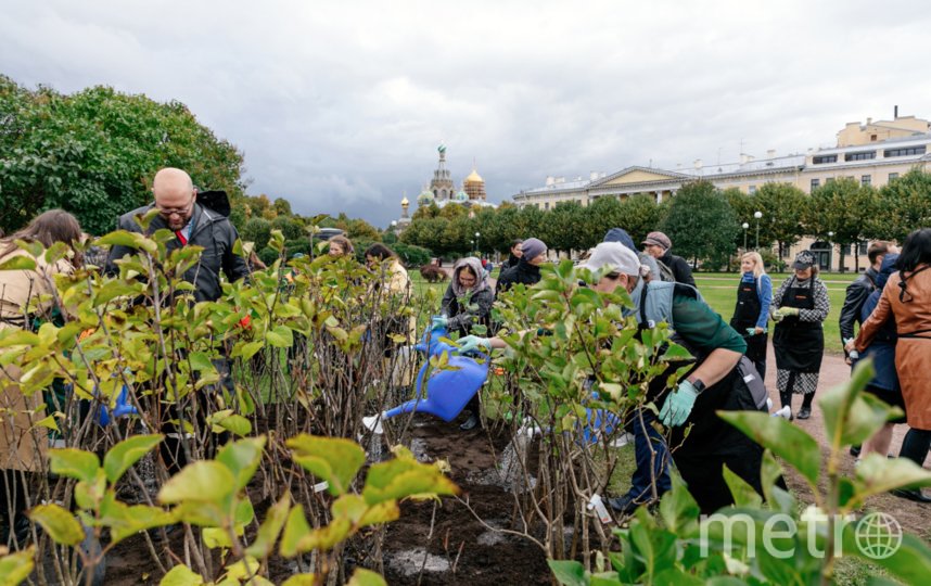 Яблони, черёмухи, дубы: Metro узнало, как посадить дерево в парках Петербурга